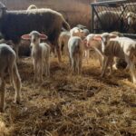 Altınova Tarım İşletmesi’nde Sağlıklı Kuzu Doğumları 🐑