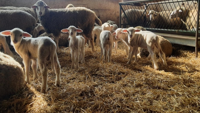 Altınova Tarım İşletmesi’nde Sağlıklı Kuzu Doğumları 🐑