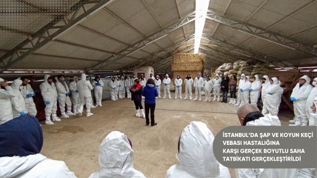 İstanbul’da Şap ve Koyun-Keci Vebası Tatbikatı