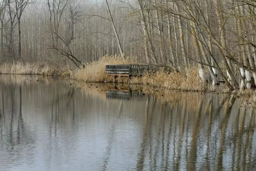 Acarlar Longozu: Geleceğe Koruma Planları