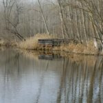 Acarlar Longozu: Geleceğe Koruma Planları