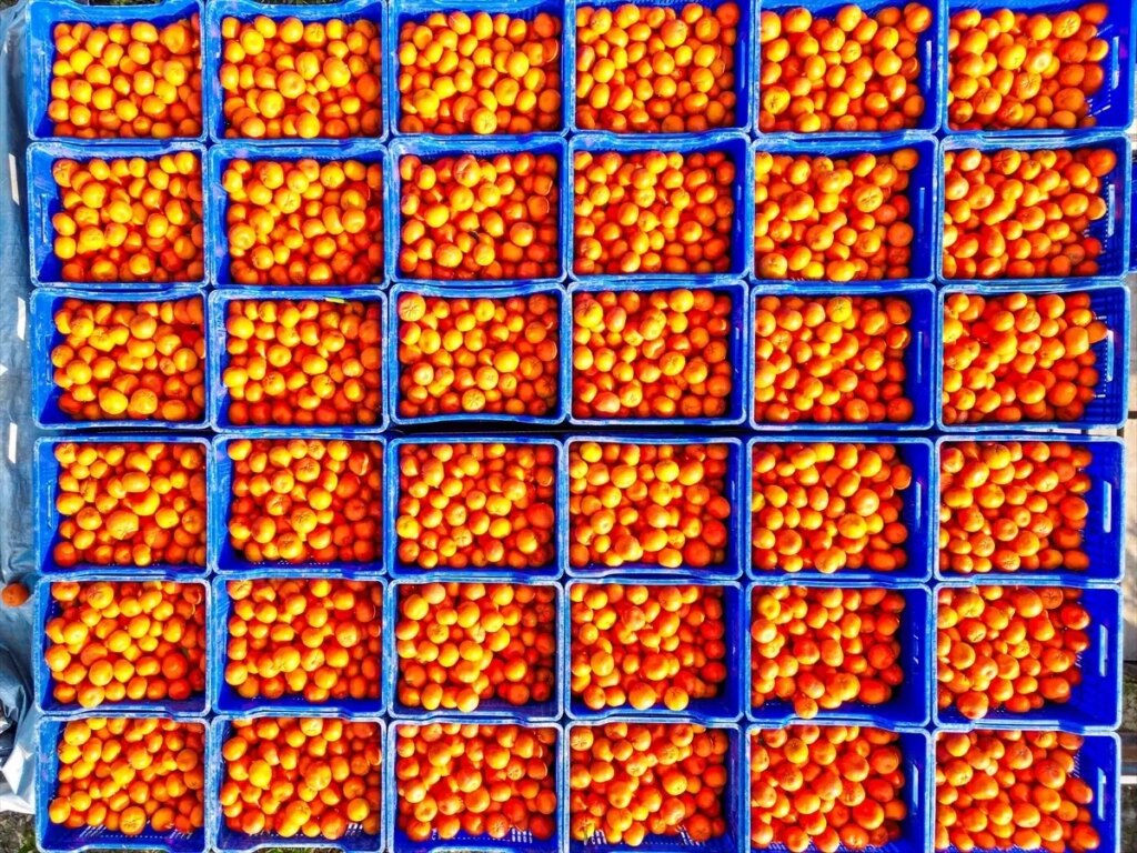 Adana’da Mandalina Hasadı Devam Ediyor!