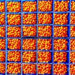 Adana’da Mandalina Hasadı Devam Ediyor!