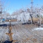 Adıyaman’da Fıstık Bahçeleri Buz Tutunca!