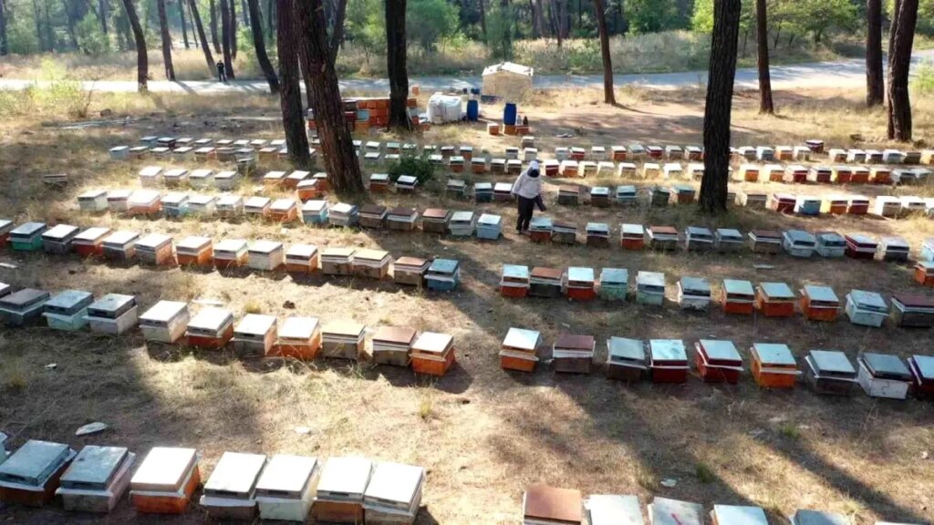 Aricilar Indirimli Besleme Sekeri Istiyor