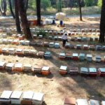 Aricilar Indirimli Besleme Sekeri Istiyor