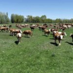 Aydıntepe’de Süt Sığırı Yetiştiriciliği Kursu Başlıyor!