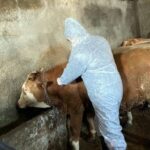 Genç İlçesinde Şap Hastalığı Tespit Edildi, Önlemler Alındı