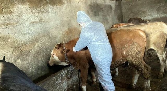 Genç İlçesinde Şap Hastalığı Tespit Edildi, Önlemler Alındı