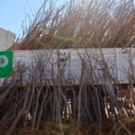 Şanlıurfa’da İpek Böceği Yetiştiricilerine Dut Ağacı Desteği