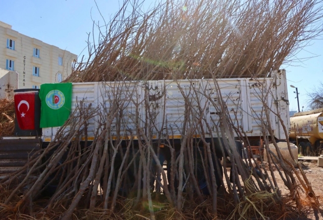 Şanlıurfa’da İpek Böceği Yetiştiricilerine Dut Ağacı Desteği