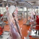 Dana ve Kuzu Fiyatlarında Artış Devam Ediyor!