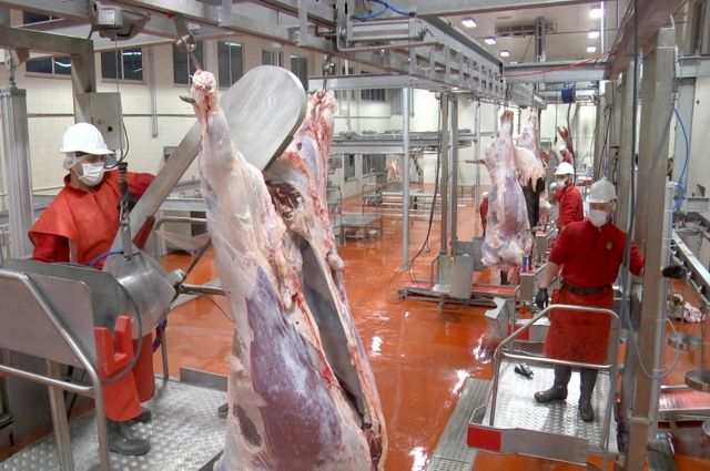 Dana ve Kuzu Fiyatlarında Artış Devam Ediyor!