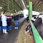 Denizli’de Şap Aşılama Kampanyası Başladı