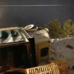Erpiliç’in Tavuk Yüklü Kamyonu Devrildi, Yüzlerce Tavuk Telef Oldu