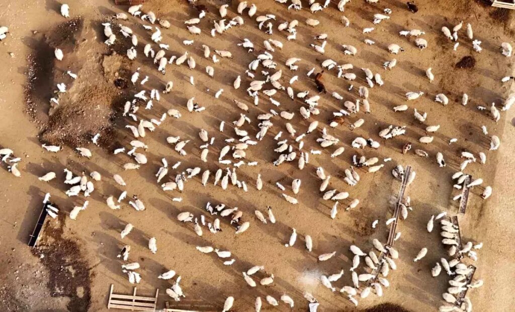 Erzincan’da Koyun ve Kuzuların Renkli Buluşması
