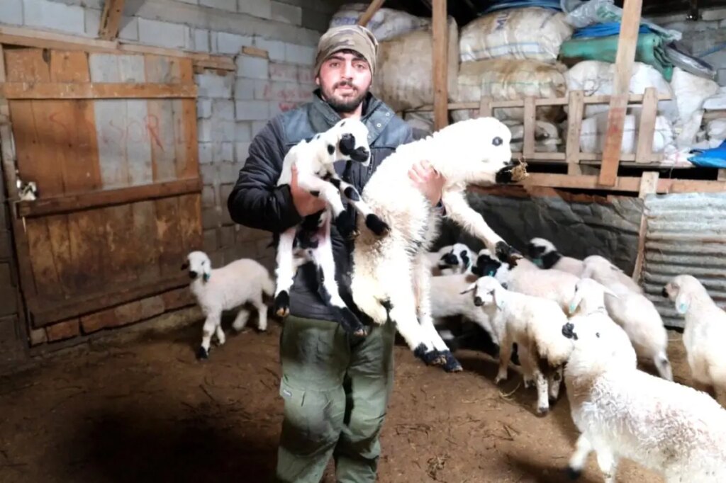 Erzincanlı Besiciler Gece Gündüz Kuzu Nöbetinde