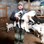 Erzincanlı Besiciler Gece Gündüz Kuzu Nöbetinde