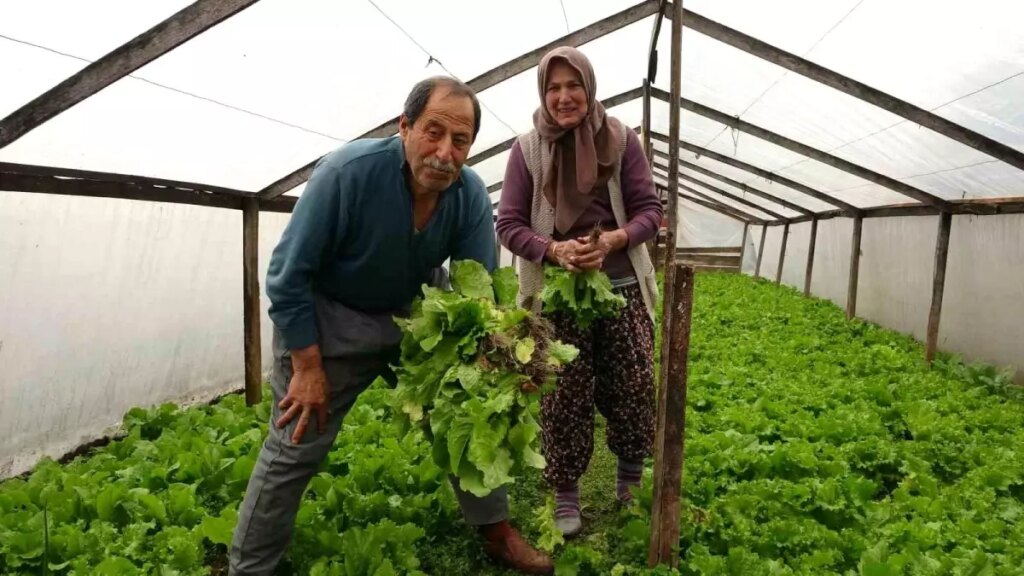 Yol Kenarında Marul Satışı: İlginç Bir Ticaret Modeli