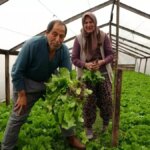 Yol Kenarında Marul Satışı: İlginç Bir Ticaret Modeli