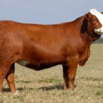 Hayvancılığa Destek Projesi Başvuruları Başladı!