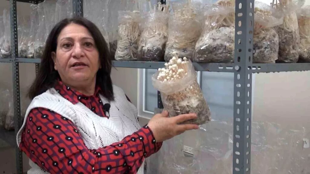 ESOGÜ’de Enoki Mantarı Yetiştirme Çalışmaları