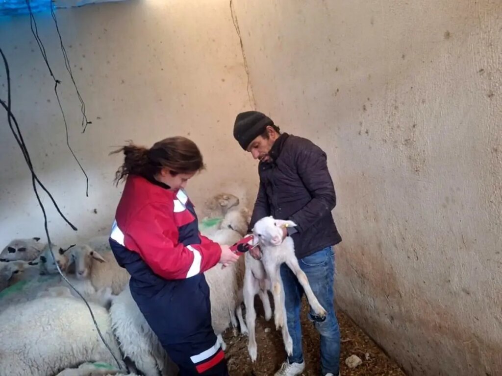 Evciler’de Küçükbaş Hayvanlara Aşılama Çalışması