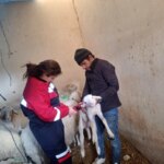 Evciler’de Küçükbaş Hayvanlara Aşılama Çalışması