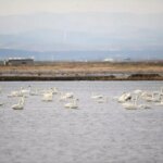 Gala Gölü Milli Parkı’nda 250 Kuş Türü!