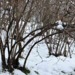 Ziraat Odası Başkanı: Fındık Üreticilerine Zirai Don Riskine Karşı Uyarı!