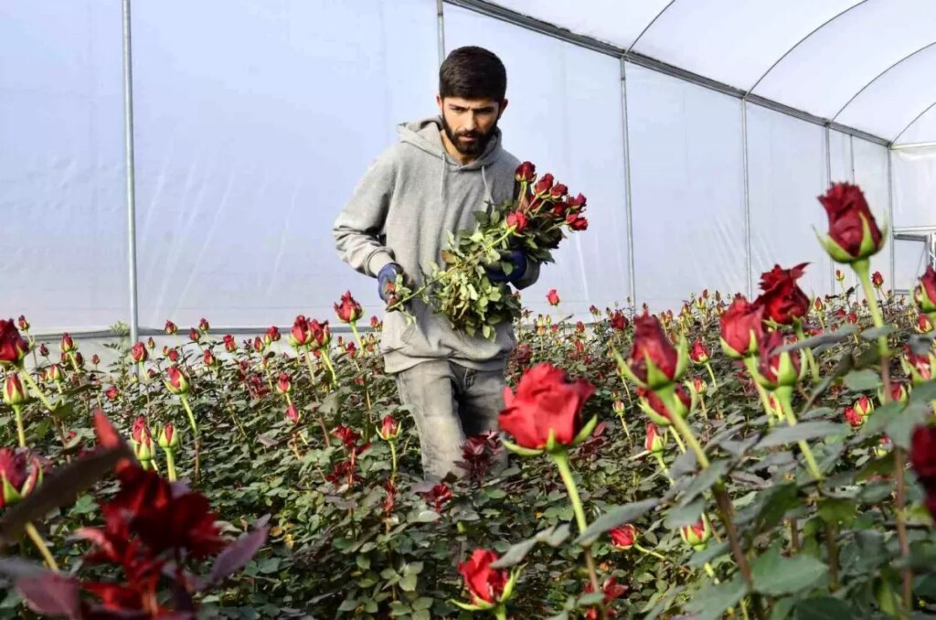 Mersin’de Sevgililer Günü Hazırlıkları Gazete Haberleri