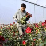 Mersin’de Sevgililer Günü Hazırlıkları Gazete Haberleri