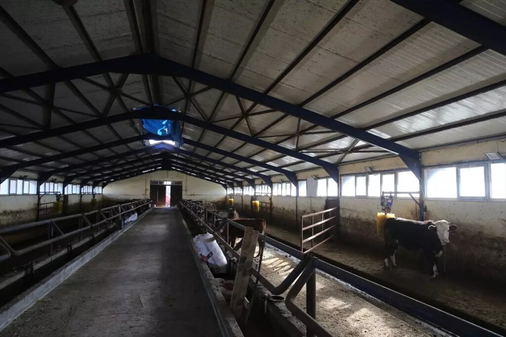 Gurbetten Dönen Çiftçi TKDK Desteğiyle Büyükbaş Hayvan Sahibi Oldu