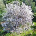 Kaş’ta Erken Bahar Güzel Manzaralar Oluşturdu