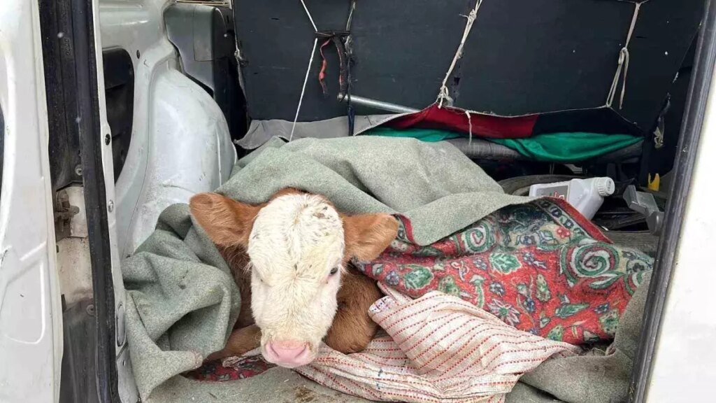 Kars’ta Hasta Buzağıyı Aracıyla Veterinere Getirdi