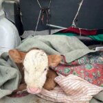 Kars’ta Hasta Buzağıyı Aracıyla Veterinere Getirdi