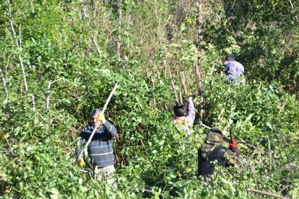 Akseki’de Defne Yaprağı Hasadı: 100 Aileye 50 Bin TL Gelir