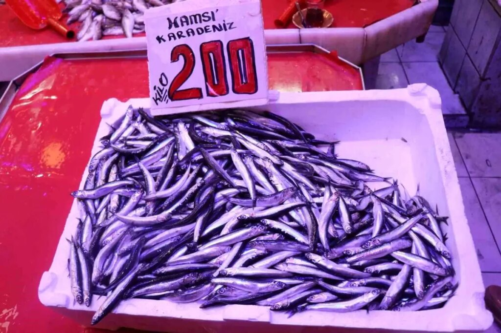 Sakarya’da İstavrit, Hamsiyi Devirdi!