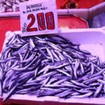 Sakarya’da İstavrit, Hamsiyi Devirdi!