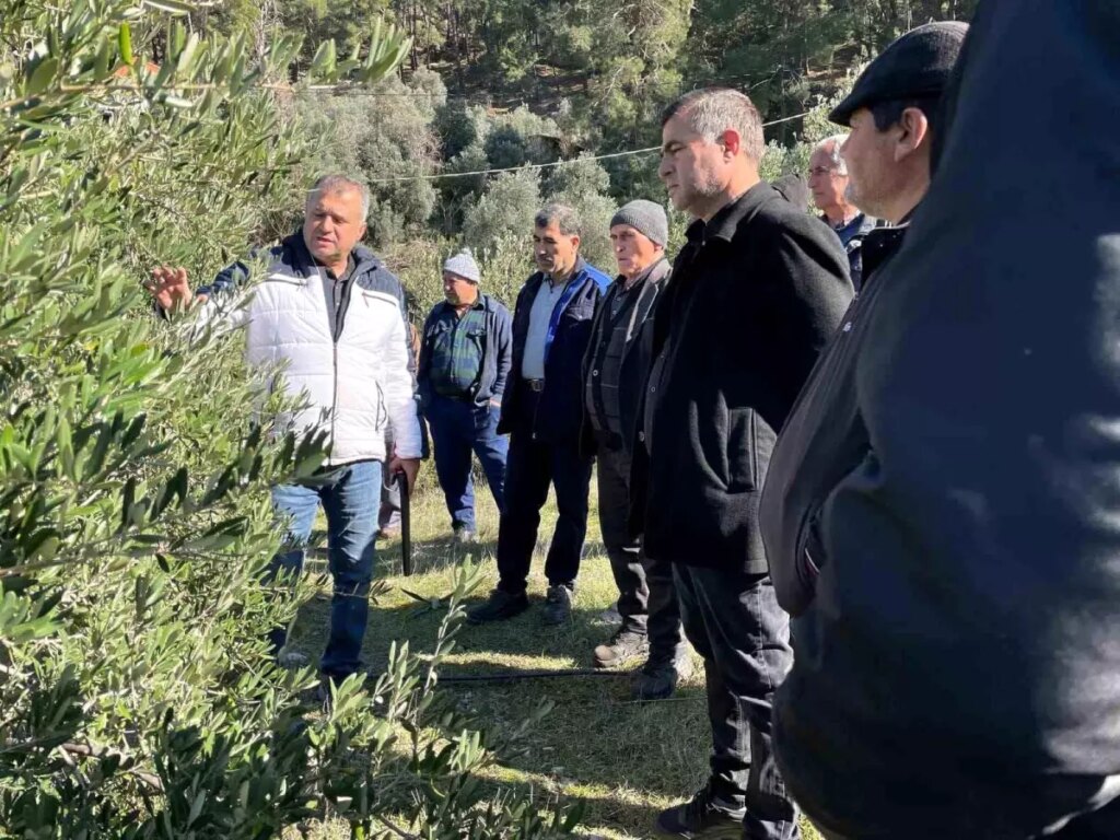 Köyceğiz’de Zeytin Budama Eğitimi!