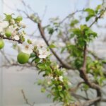 Mut’ta Serada Yetiştirilen Eriklerin İlk Hasadı!