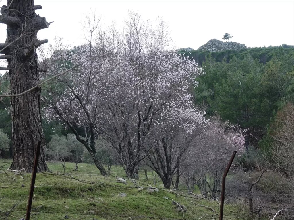 Edremit’te Meyve Ağaçları Erken Çiçek Açtı!