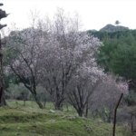 Edremit’te Meyve Ağaçları Erken Çiçek Açtı!