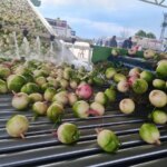 Osmaniyeli Çiftçi Turp Tesisini Kurdu