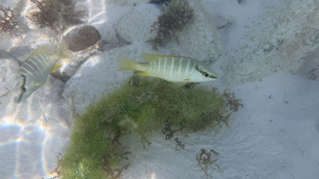 iPhone 16 ile Sualtı Fotoğrafçılığı Deneyimi