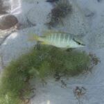 iPhone 16 ile Sualtı Fotoğrafçılığı Deneyimi