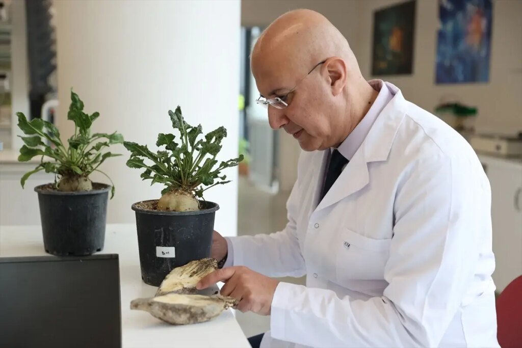 Şeker Pancarı Hastalığına Yenilikçi Bakteri Tedavisi