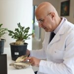 Şeker Pancarı Hastalığına Yenilikçi Bakteri Tedavisi