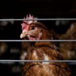 2024 Kafessiz Markalar Raporu Yayımlandı: 94 Marka Kafes Yumurtalarını Terk Ediyor