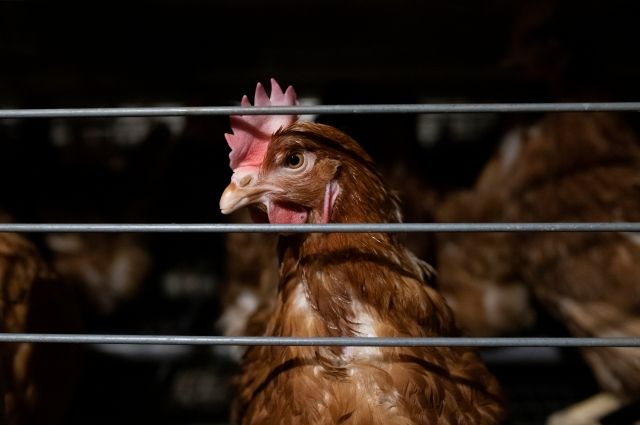 2024 Kafessiz Markalar Raporu Yayımlandı: 94 Marka Kafes Yumurtalarını Terk Ediyor